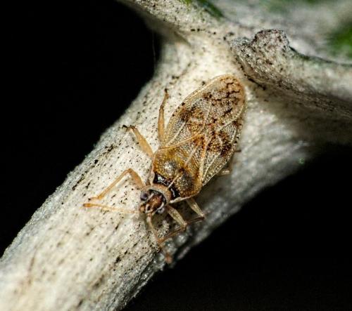 Monosteira unicostata